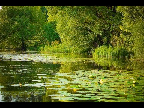 Видео: Душевная песня под баян Русалочки