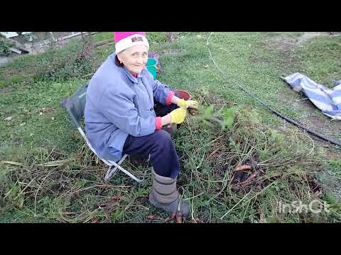 Видео: Влог: 15 сентября 🍁2025/уборка моркови 🥕Алтайский край