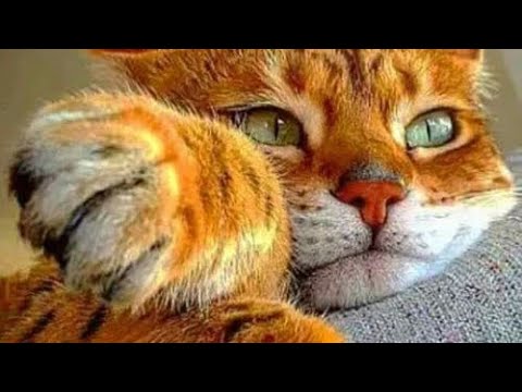 Видео: Что сегодня будет происходить