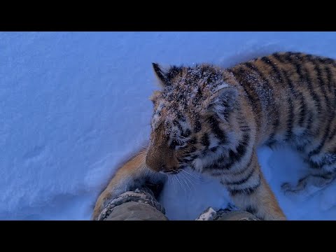 Видео: Скоро этот тигр меня сьест