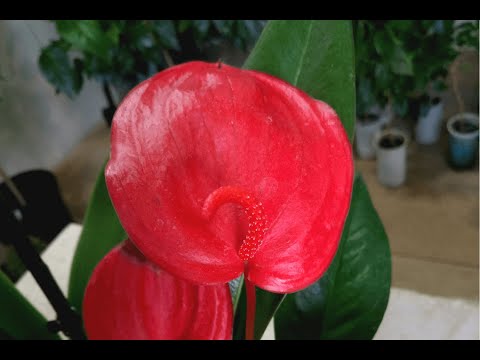 Видео: Как пересаживать антуриум Шерцера из магазина? | How to plant Anthurium scherzerianum?