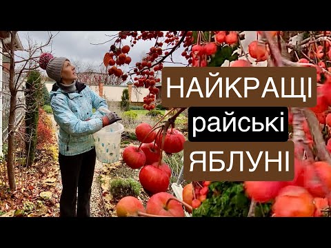 Видео: Чому садимо райські яблуні? Декоративні яблуні в саду.
