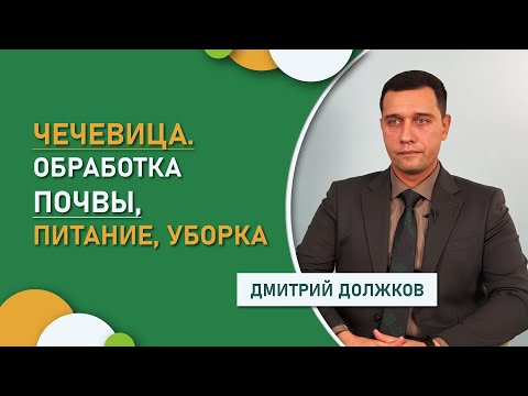 Видео: Чечевица. Обработка почвы, питание, уборка - опыт Дмитрия Должкова (Ростовская область)