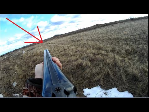 Видео: Охота на зайца с ИЖ-43Е. Охота в Челябинской области.