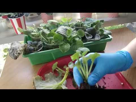 Видео: Фиалки./ Отсаживаем деток правильно. Детки для ВАС.