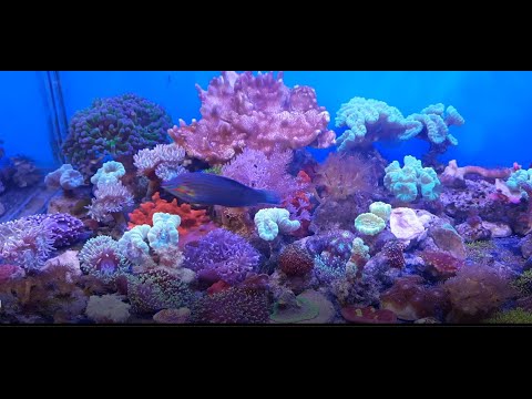 Видео: ГУБАН - РЫБА С СОЗНАНИЕМ