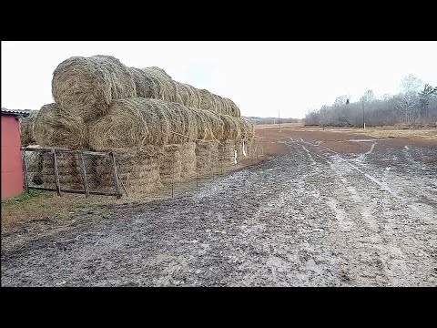 Видео: Уборка в сарае по-новому/Защищаем сено от чужих коров