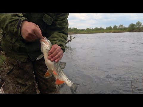 Видео: Эта насадка снова не подвела. Он её любит.С днём победы .