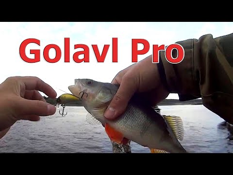 Видео: ОКУНИ-ГОРБАЧИ ОБОЖАЮТ ЭТОТ ВОБЛЕР! SSV Golavl Pro - воблер на окуня. Ловля окуня. Окунь на спиннинг