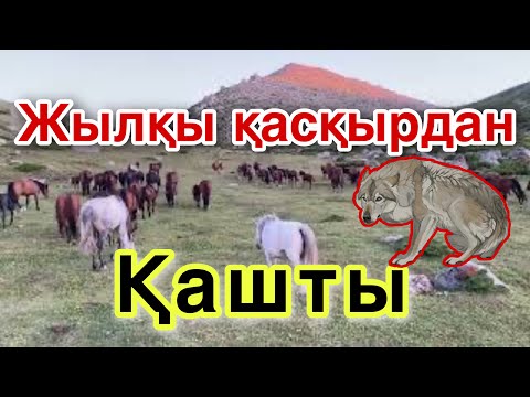 Видео: Жылқы Таудан қашты. Жылқының жыры.