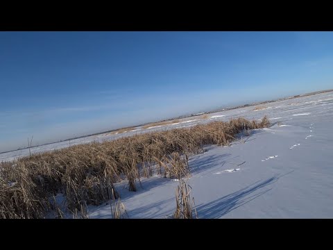 Видео: Охота на зайца 2024г. " Орёл и решка" )))