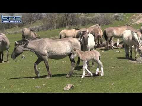 Видео: Диви коне "тарпани" с техните новородени в Източните Родопи