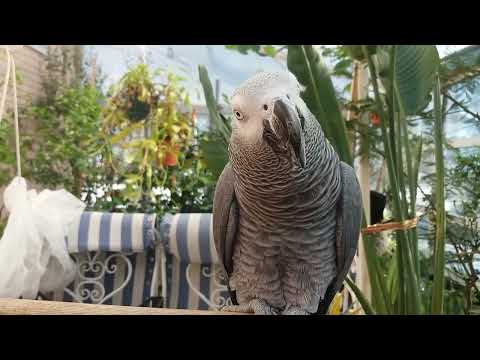 Видео: Всё про жако. ответы на итересные вопросы