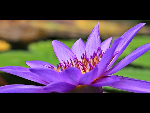 Видео: Мысли и Чувства Мужчины. Что Тревожит Рвет на Части Его Душу? 🌹Что Гложет Его Сердце? Колена Таро