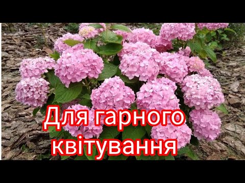 Видео: Як обрізати широколисту гортензію щоб завжди квітнула 🤔