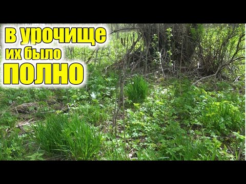 Видео: В урочище их было полно!Металоискатель против Старой Деревни! Кто Найдет Больше Сокровищ?