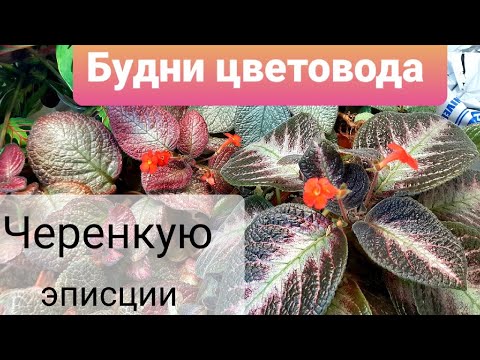 Видео: БУДНИ ЦВЕТОВОДА / РЕЖЕМ ЧЕРЕНКИ ЭПИСЦИЙ