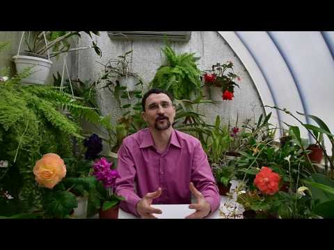 Видео: Зачем растениям нужна ночь