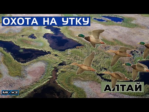 Видео: Первая охота сезона! 🦆Сын, ШАХ, выстрелы и утки, настоящие эмоции, РЕЛ ШАХ#MixKzEreke #MixEreke