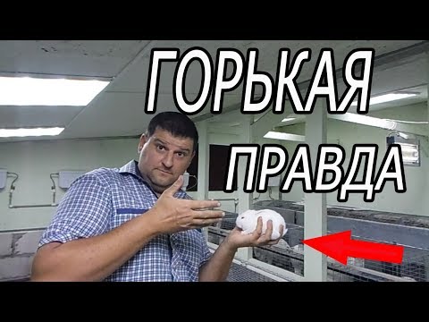 Видео: ГЛАВНЫЕ МИФЫ В КРОЛИКОВОДСТВЕ!