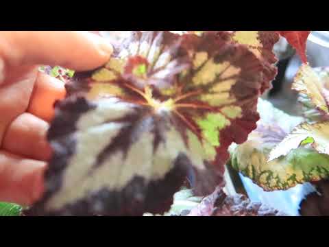 Видео: МНОГО ПОТЕРЬ! НЕ делайте ТАК! Декоративно лиственные бегонии КАК ВЫРАЩИВАТЬ и ЗАРАБАТЫВАТЬ?