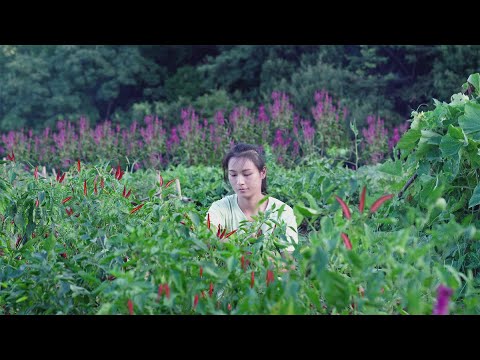 Видео: Вырастите невероятный перец чили из семян