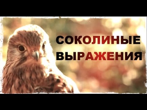 Видео: Галилео. Соколиные выражения