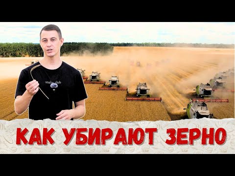 Видео: Как убирают зерновые?