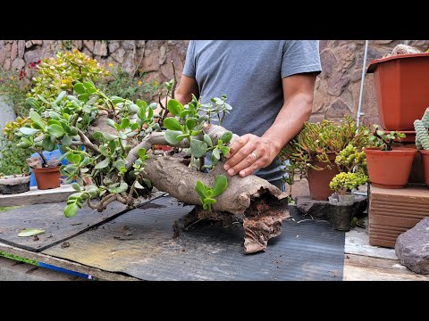 Видео: Толстый ствол нефритового дерева выброшен на улицу | Крассула Овата Спасение | Советы 🌵#isaaculentas