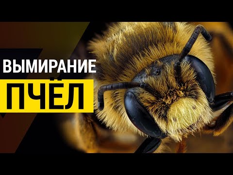 Видео: ▽ Что происходит с пчёлами? Массовое вымирание пчёл