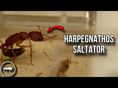 Видео: HARPEGNATHOS SALTATOR // ИСТОРИЯ ДВУХ ОТВОДКОВ // AntKeeper #ants #муравьи