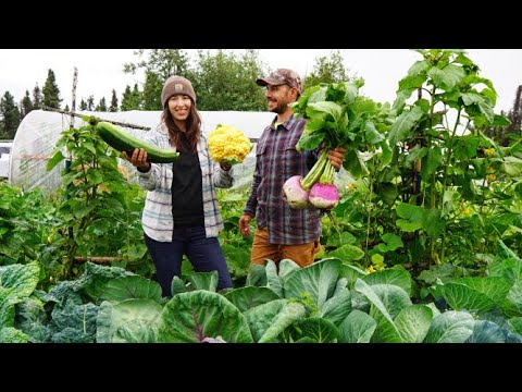 Видео: Сбор огромных овощей с нашего летнего огорода