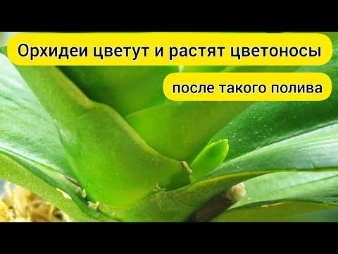Видео: ЦВЕТОНОС ОРХИДЕИ вырос после такого ПОЛИВА орхидей // ЦВЕТЕНИЕ ОРХИДЕЙ