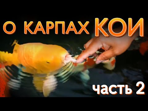 Видео: Элитные карпы кои. Разговариваем с Георгием на фоне пруда