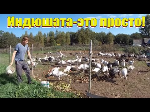Видео: "Секреты" выращивания индюшат // Разведение индюков в домашних условиях