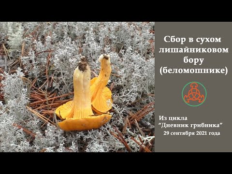 Видео: Сбор в сухом лишайниковом бору (беломошнике). "Дневник грибника" 29 сентября 2021 года.
