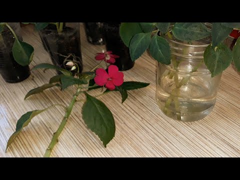 Видео: ПОШАГОВАЯ ИНСТРУКЦИЯ  ПО  УКОРЕНЕНИЯ  БАЛЬЗАМИНОВ