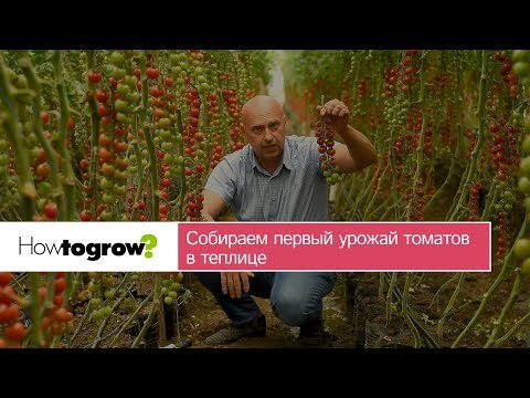 Видео: Собираем первый урожай томатов-черри в теплице