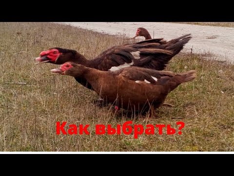 Видео: Мускусные утки тяжелой линии Критерии выбора Сельская жизнь