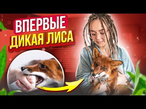 Видео: ВПЕРВЫЕ - МЕНЯ УКУСИЛА ЛИСА 😲