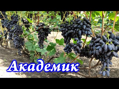 Видео: Академик 2021