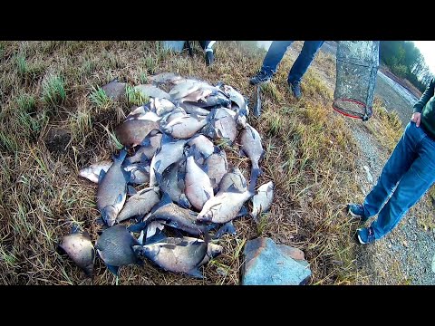 Видео: ВОТ ЭТО РЫБАЛКА!!!КРУПНЫЕ ЛЕЩИ ОДИН ЗА ДРУГИМ,ПОПАЛ НА РАЗДАЧУ!ЛОВЛЯ НА ФИДЕР