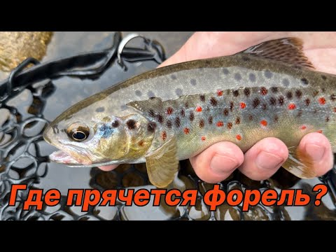 Видео: Где прячется форель, когда перекаты пустеют?