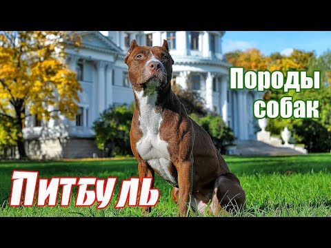 Видео: Породы собак. Питбуль