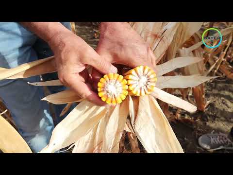 Видео: Хибриди царевица Декалб® - качествената генетика води до добри резултати
