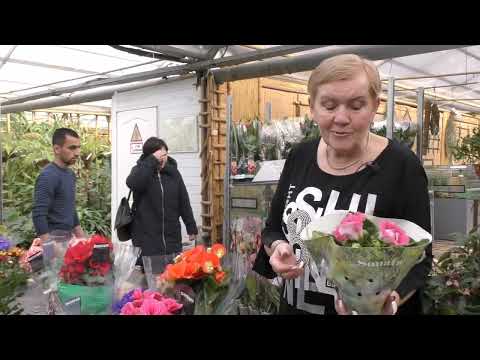 Видео: Новые цветы из Голландии к 8 марта!