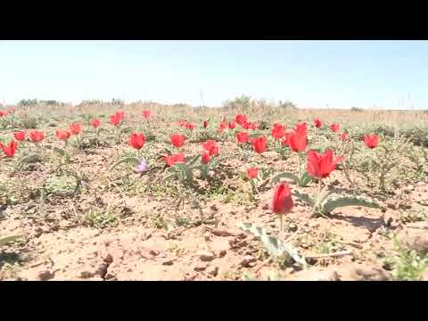 Видео: Сарысу ауылы жайлы ән