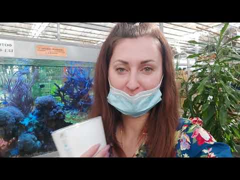 Видео: Садовый ЦЕНТР на Атарбекова обзор ОРХИДЕЙ, застала полив орхидей, почему орхидеи пропадают в магазин