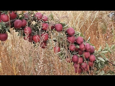 Видео: Алма бактары. Кадамжай району