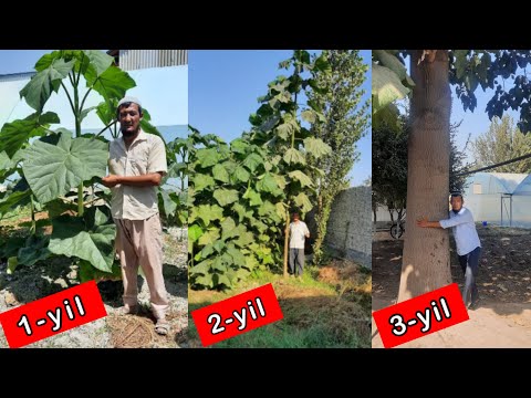 Видео: ЭНГ  ТОГРИ  ВА  ТЕЗ  УСУВЧИ  ПАВЛОНИЯ  КОЧАТЛАРИ  СОТИЛАДИ